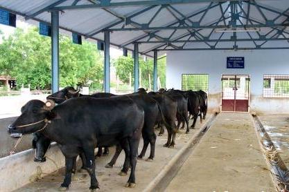 Chief Minister Mangala Animal Insurance Scheme: Relief initiative for livestock farmers