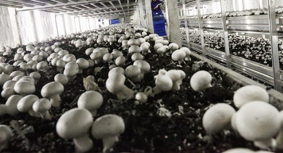 Mushroom cultivation: A means of high profit at low cost